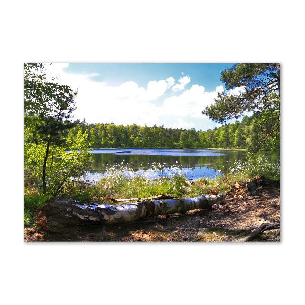 Wall art on glass Forest panorama