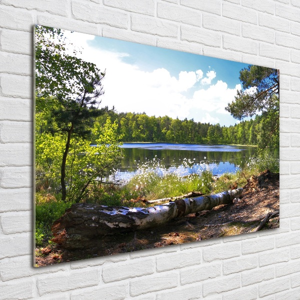 Wall art on glass Forest panorama