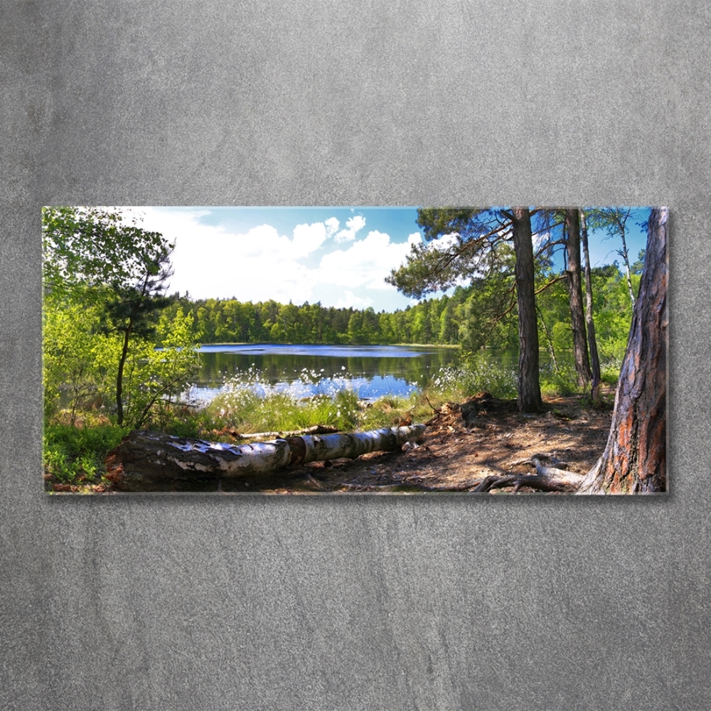 Wall art on glass Forest panorama