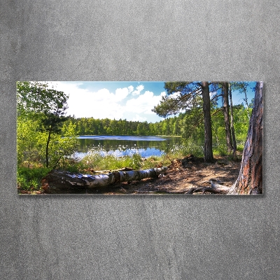 Wall art on glass Forest panorama