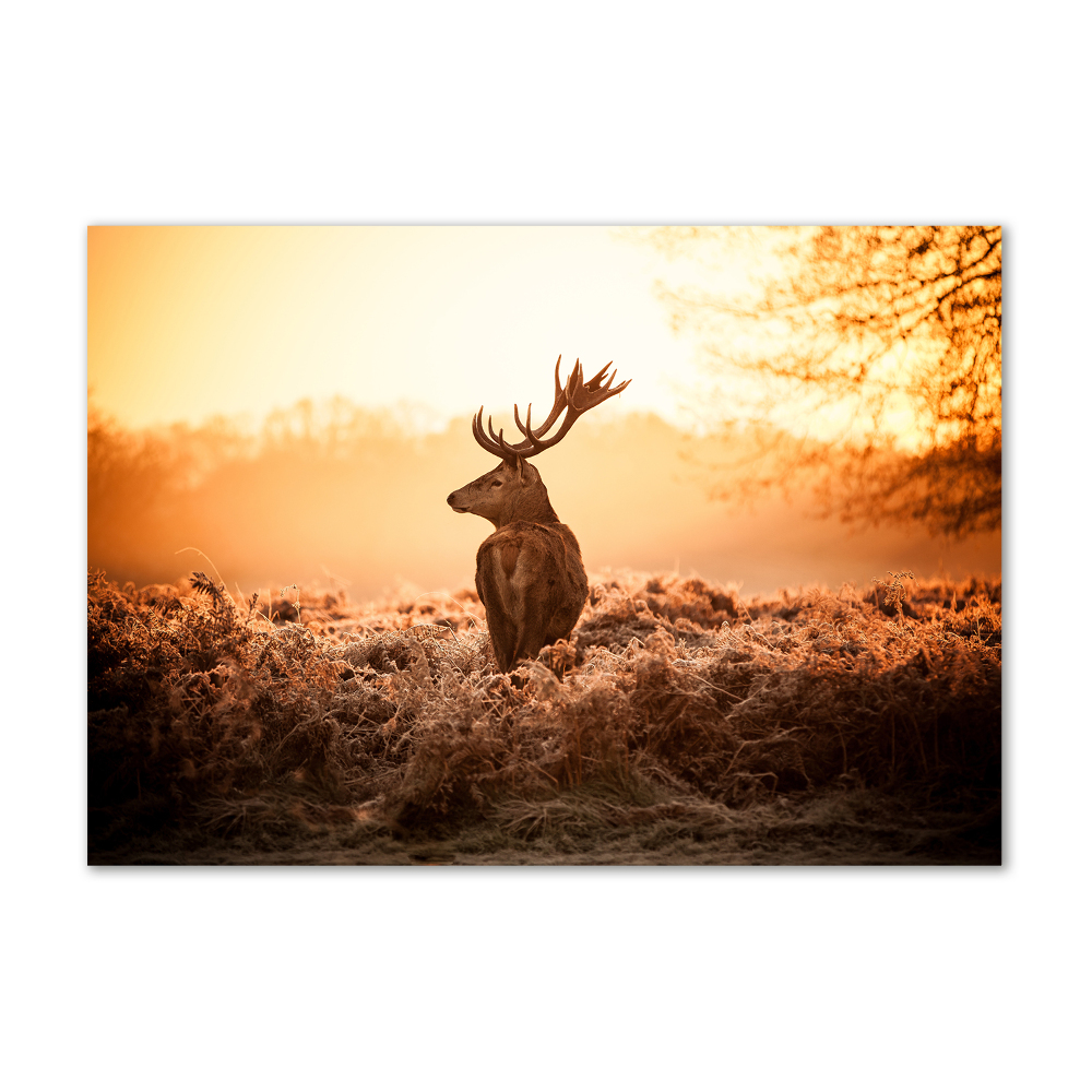 Glass wall art large Deer sunrise