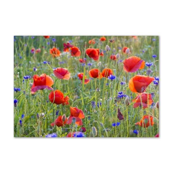 Glass wall art Field flowers