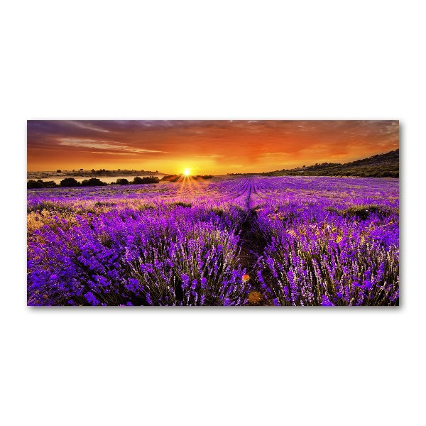 Wall art on glass Lavender field