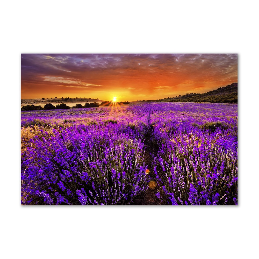 Wall art on glass Lavender field