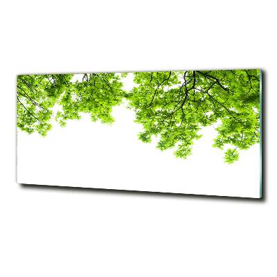 Wall art on glass Oak leaves