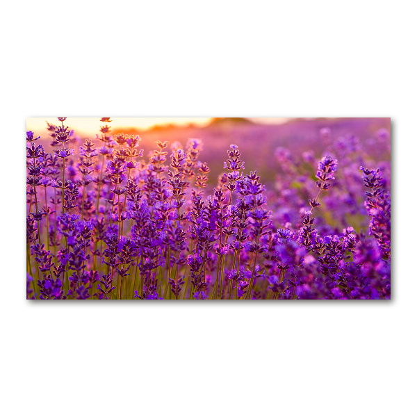 Glass wall art Lavender field