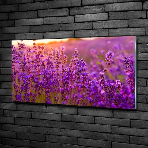 Glass wall art Lavender field