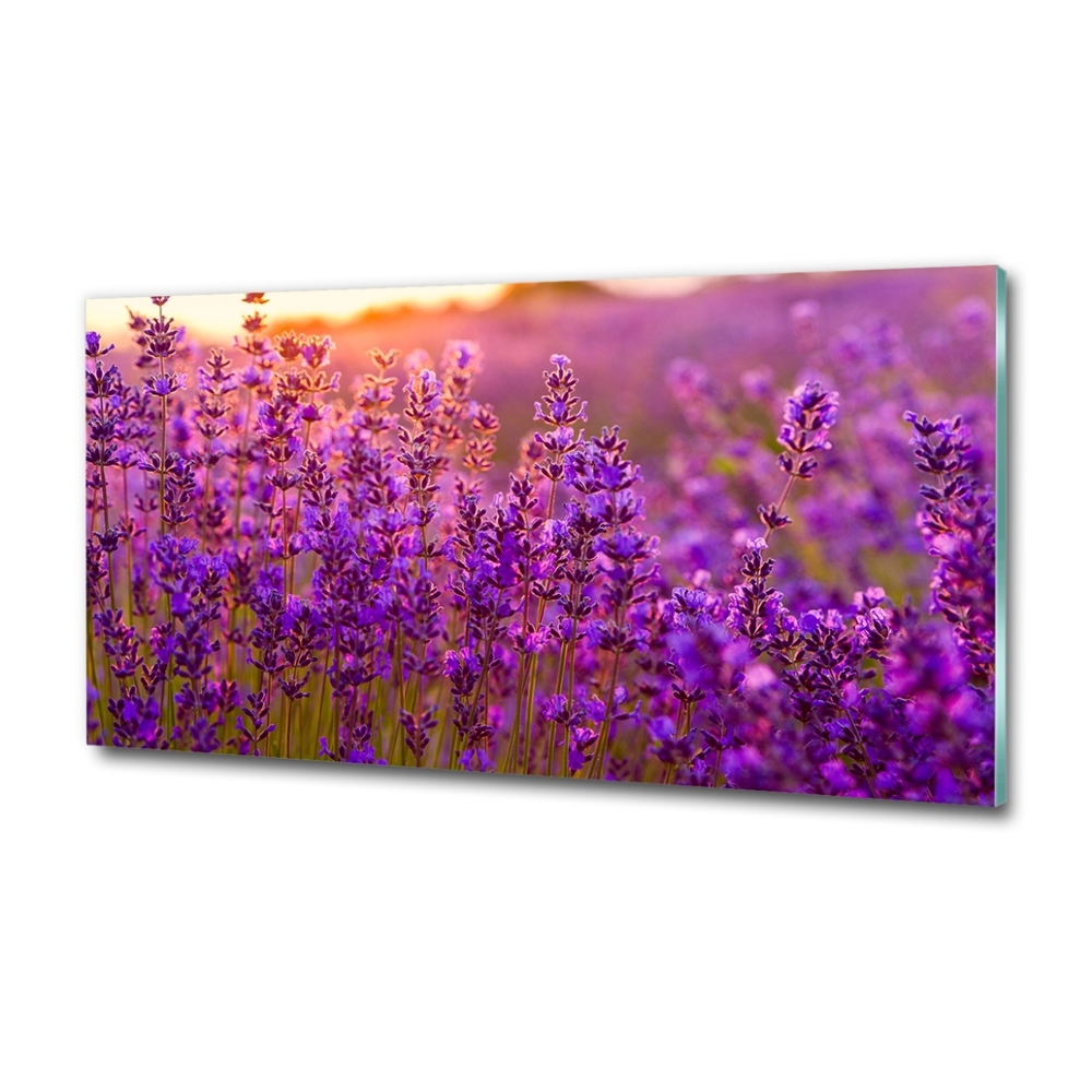 Glass wall art Lavender field