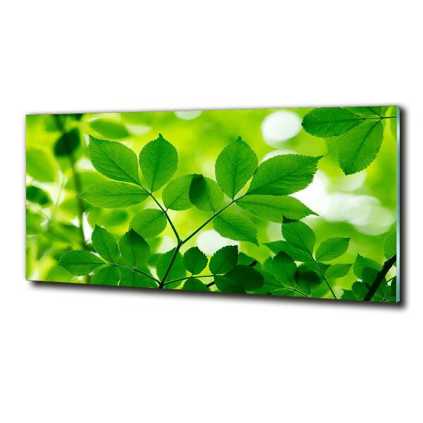 Wall art on glass Green leaves