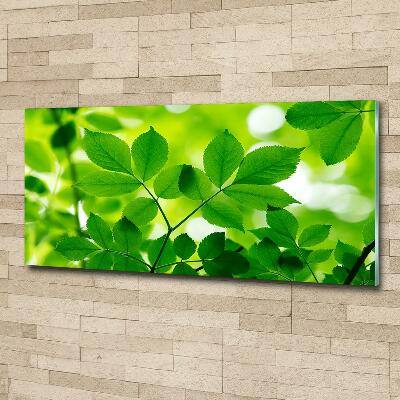 Wall art on glass Green leaves