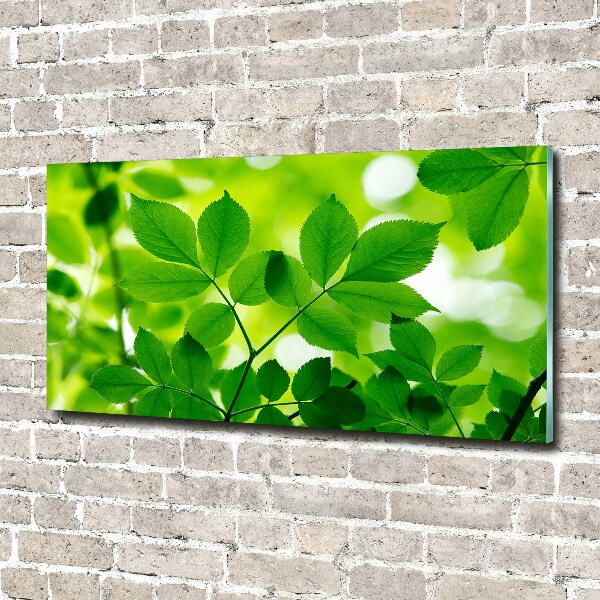 Wall art on glass Green leaves