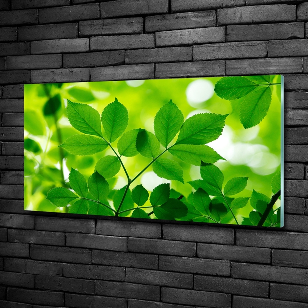 Wall art on glass Green leaves