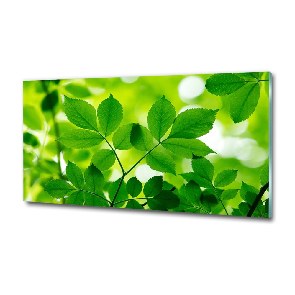 Wall art on glass Green leaves