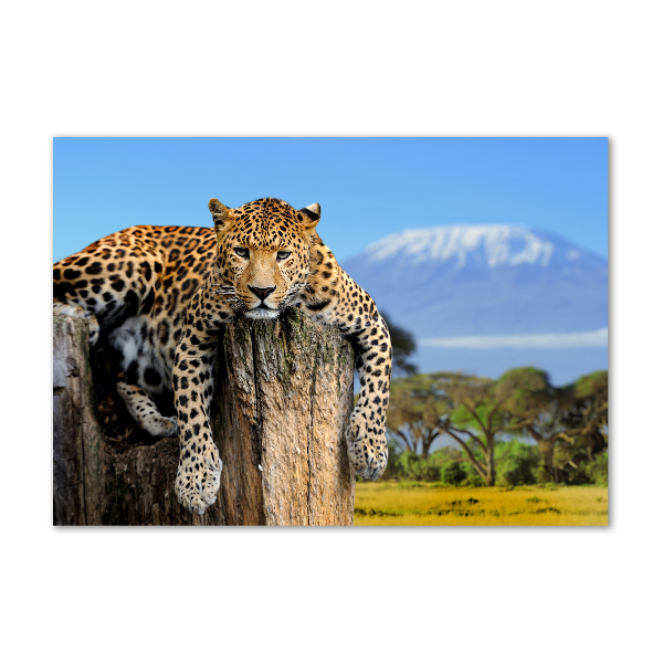 Glass picture print Leopard on the trunk