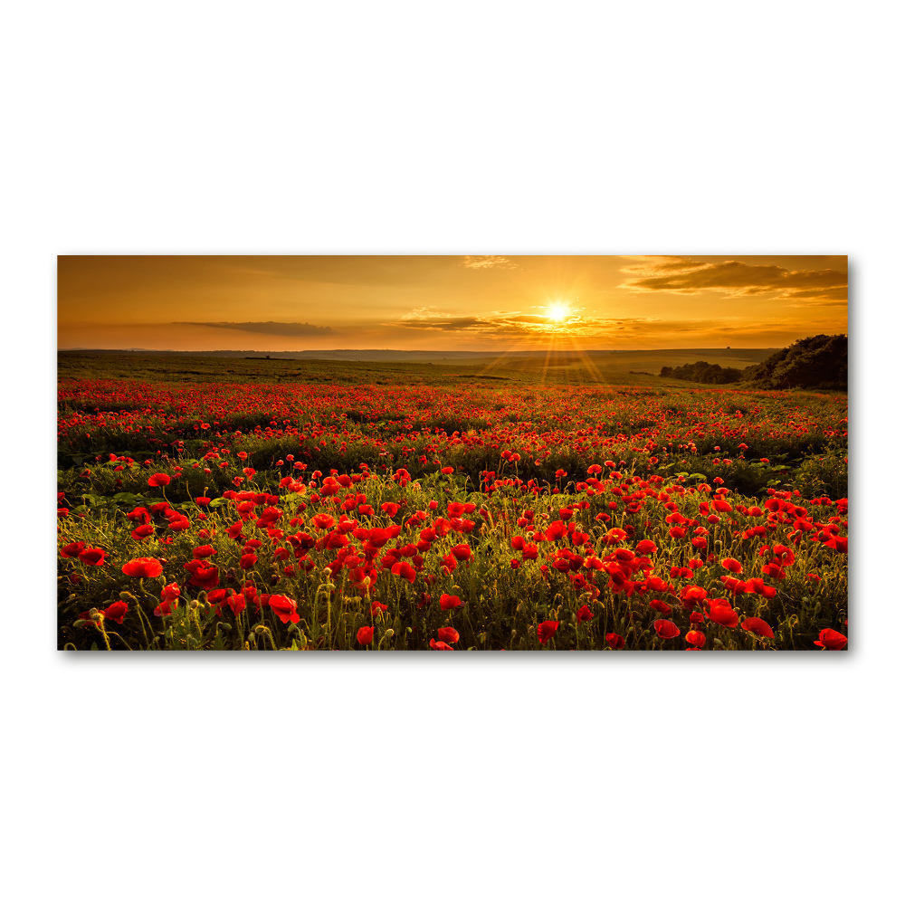 Glass wall art Poppies field