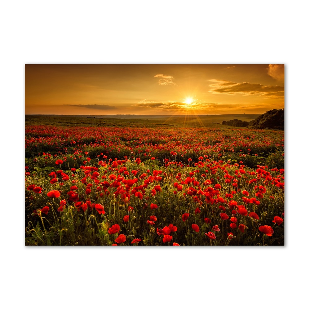 Glass wall art Poppies field