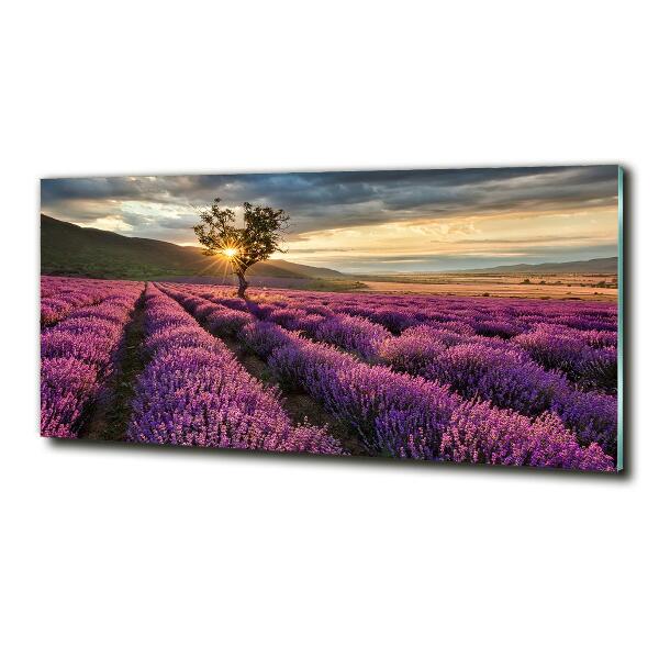 Glass art print Lavender field