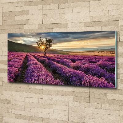 Glass art print Lavender field