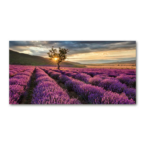 Glass art print Lavender field