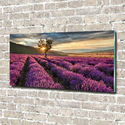 Glass art print Lavender field