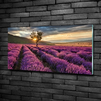 Glass art print Lavender field