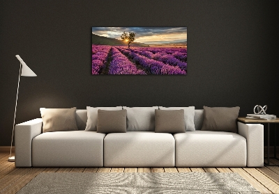 Glass art print Lavender field