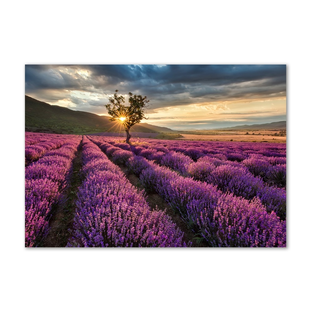 Glass art print Lavender field