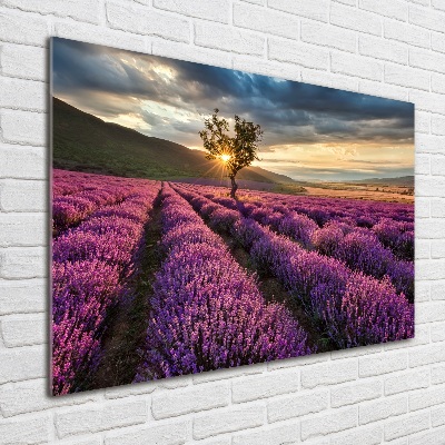 Glass art print Lavender field