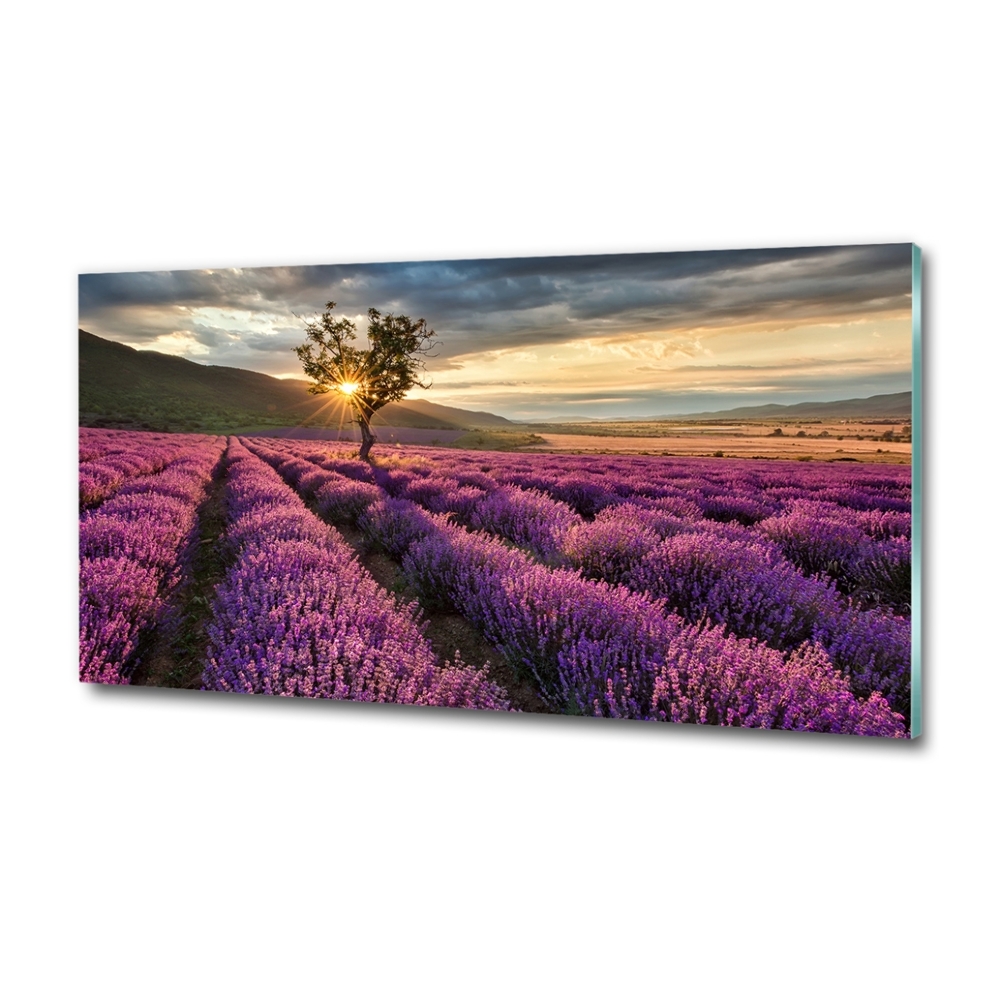 Glass art print Lavender field