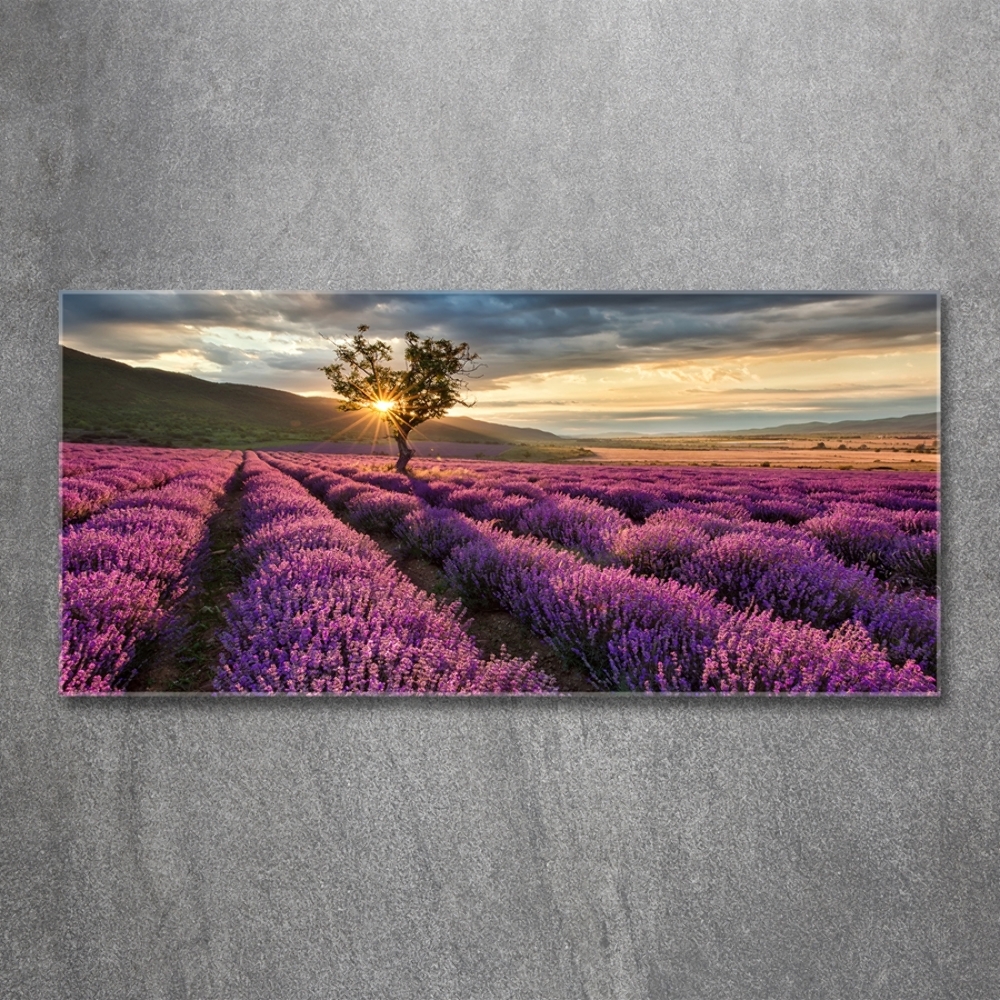 Glass art print Lavender field