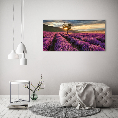 Glass art print Lavender field