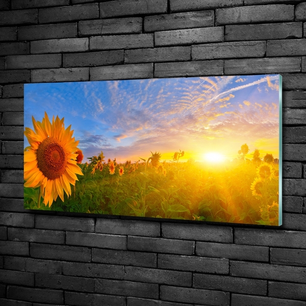 Glass art print Sunflower field