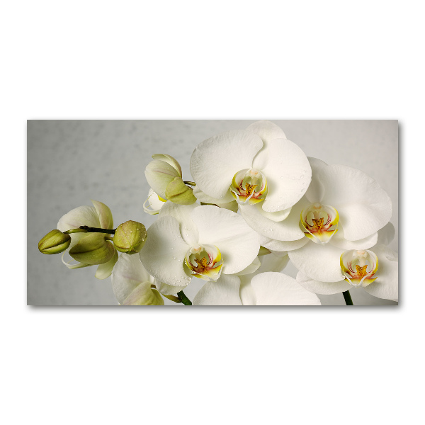 Wall art on glass White orchid