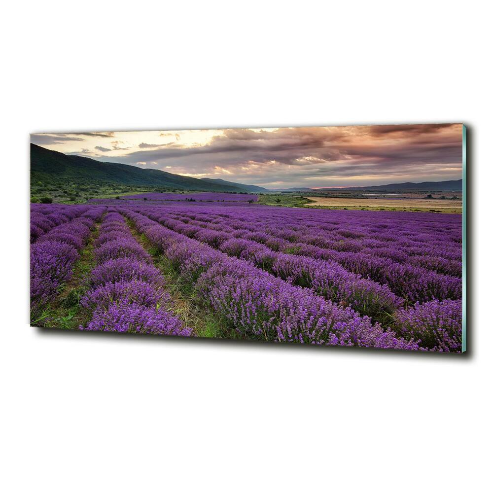 Glass art print Lavender field