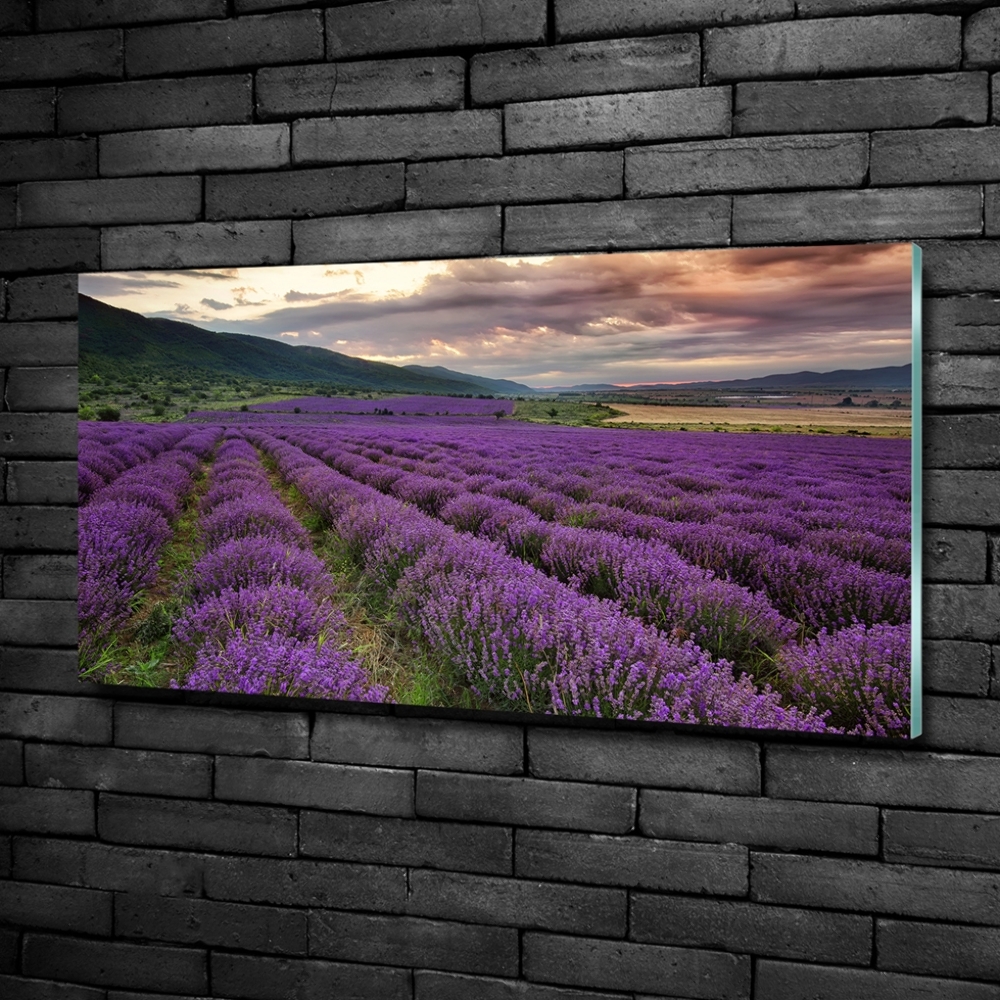 Glass art print Lavender field