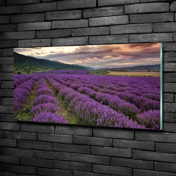 Glass art print Lavender field