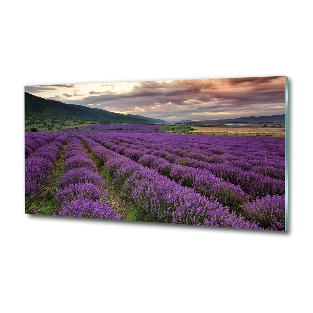 Glass art print Lavender field