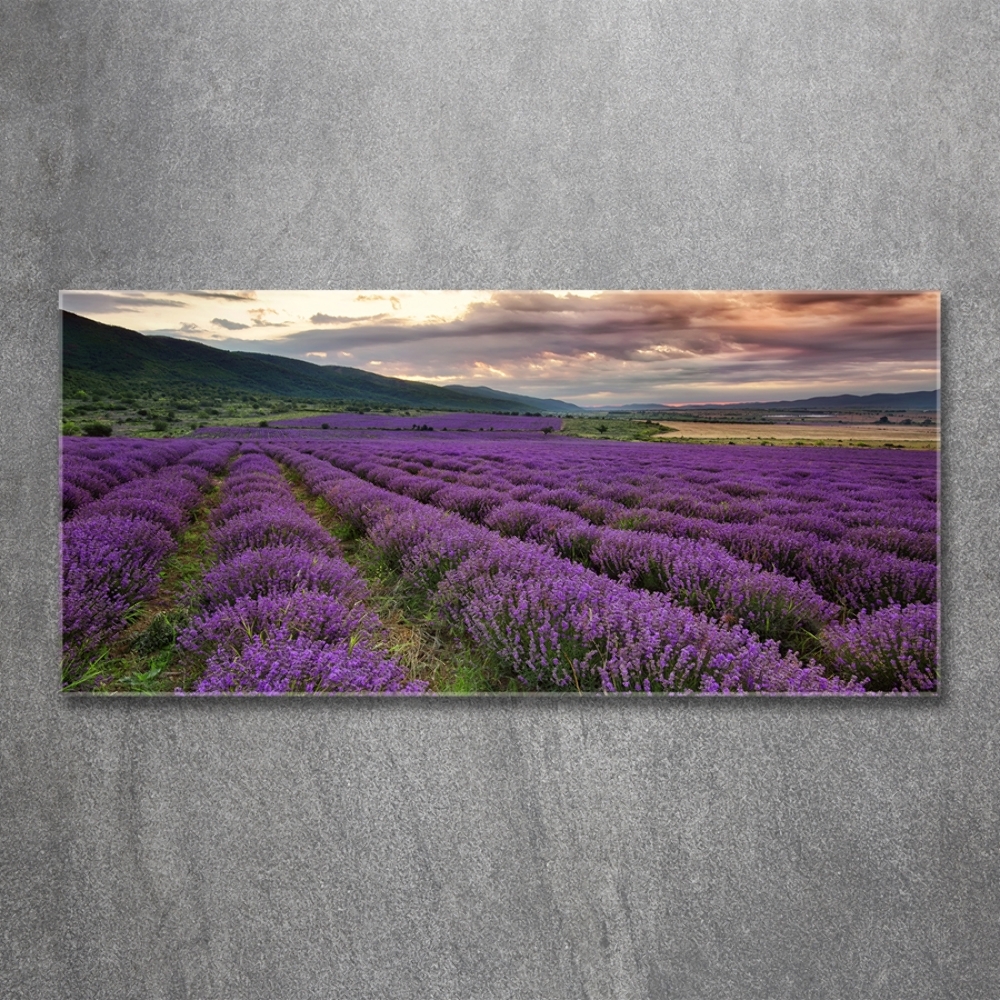 Glass art print Lavender field