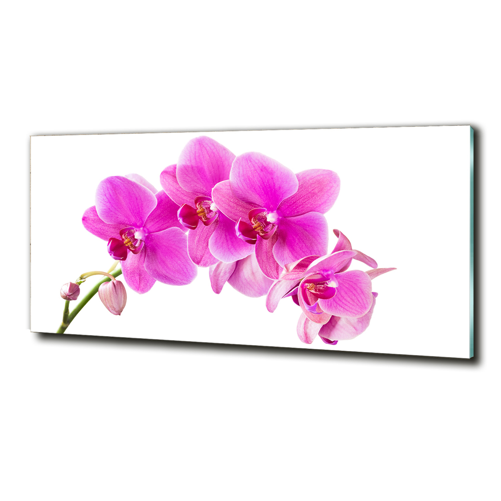 Glass art print Pink orchid