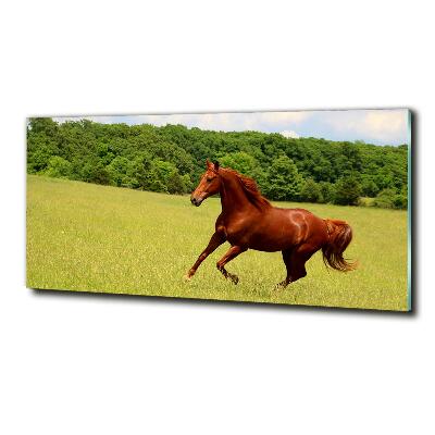 Glass picture print Horse on the meadow