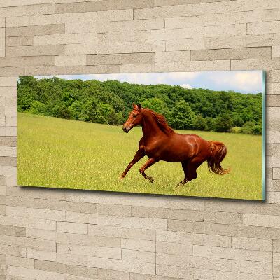 Glass picture print Horse on the meadow