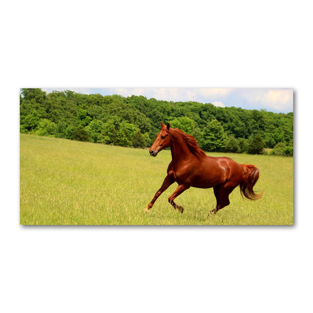 Glass picture print Horse on the meadow