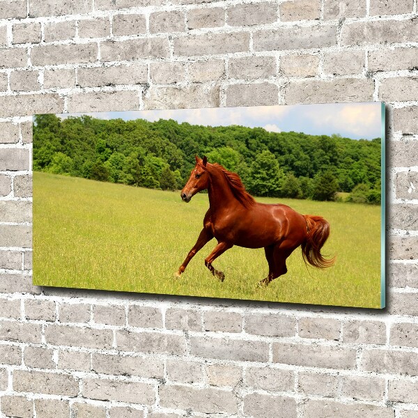 Glass picture print Horse on the meadow