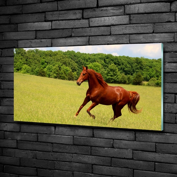 Glass picture print Horse on the meadow