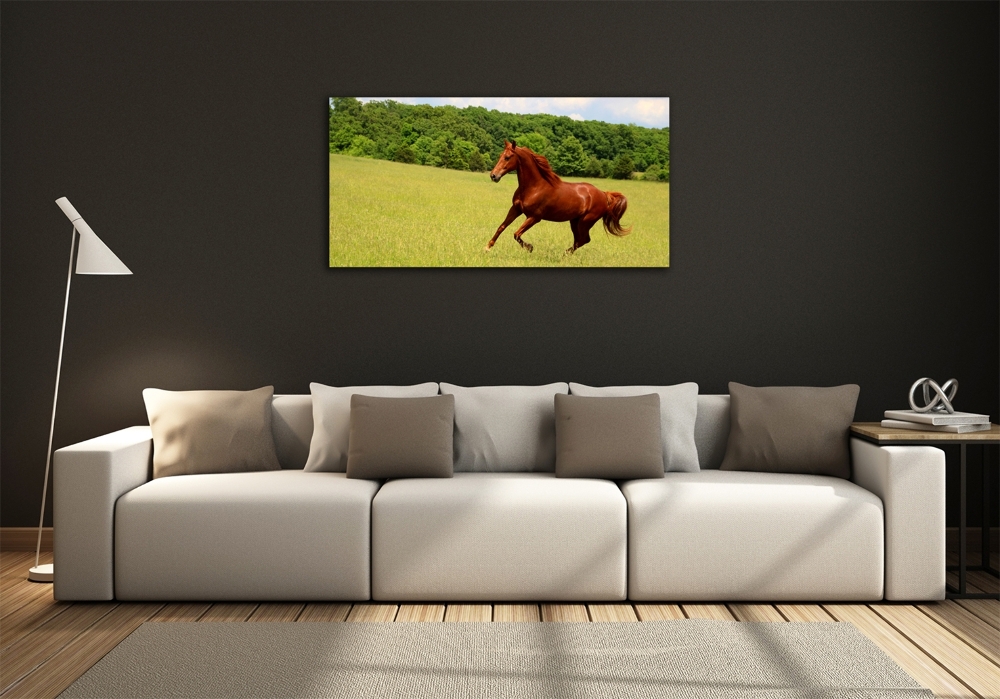 Glass picture print Horse on the meadow