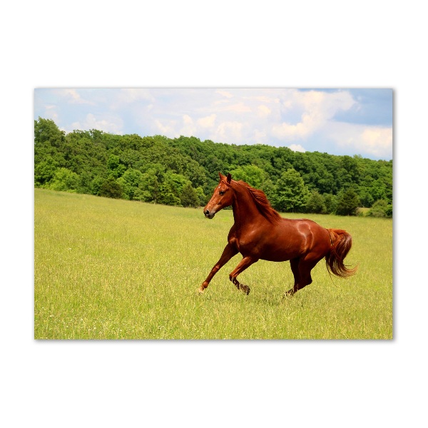 Glass picture print Horse on the meadow