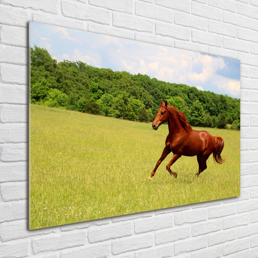 Glass picture print Horse on the meadow