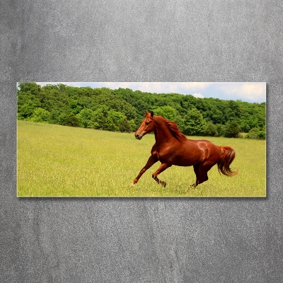 Glass picture print Horse on the meadow