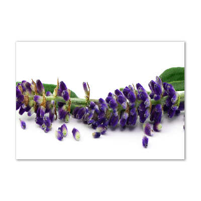 Wall art on glass Lavender