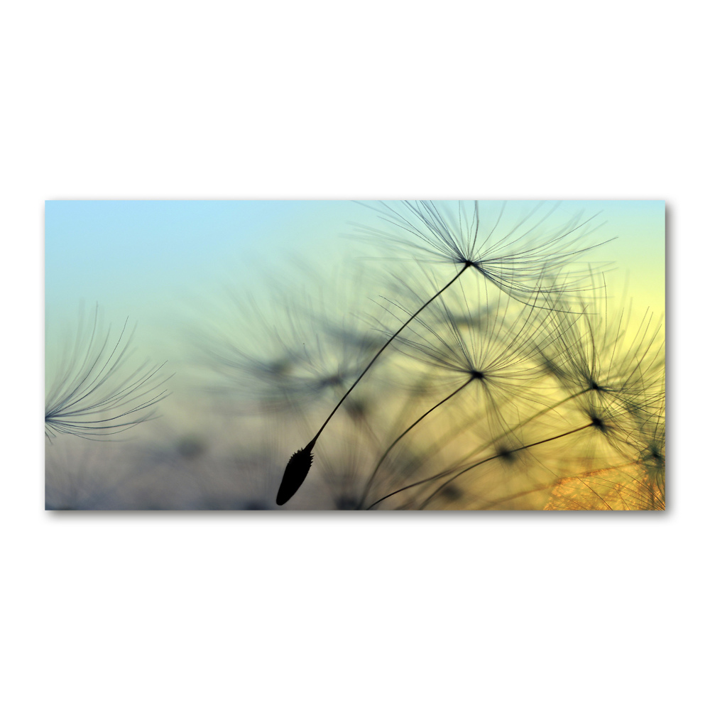 Wall art on glass Dandelion seeds